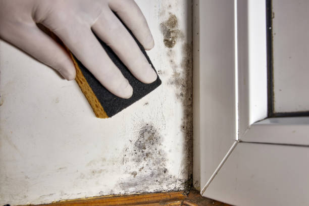Best Air Quality Testing for Mold Spores  in Daniels, WV