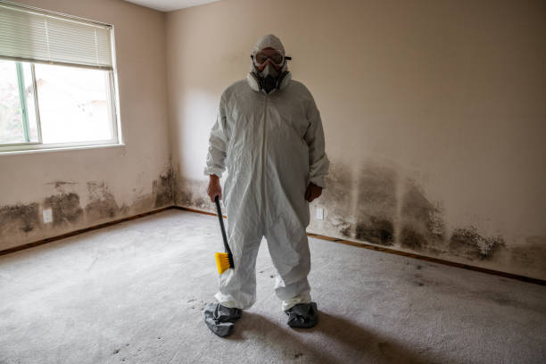 Best Environmental Consulting for Mold Prevention  in Daniels, WV